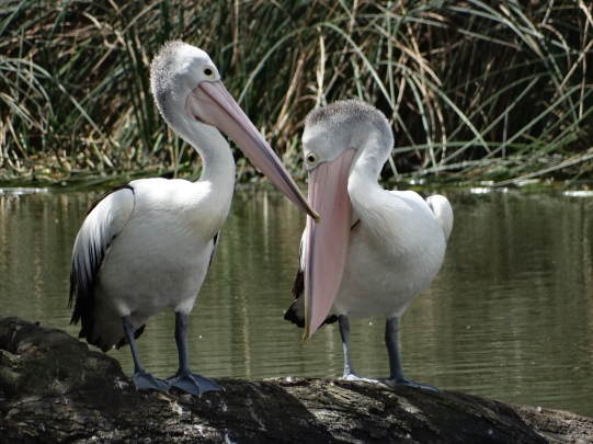 Pelicans - Mount Barker Wetlands